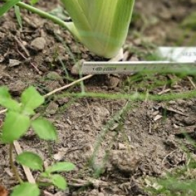 Fenchel1 2026-07-08 17.40.
